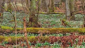 Blühende Märzenbecher